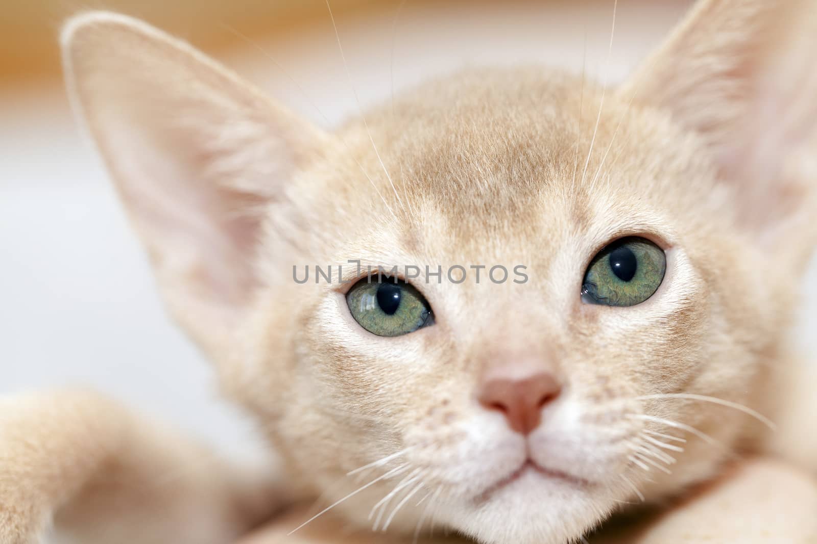   photographed close-up head of the Abyssinian kitten. color fawn