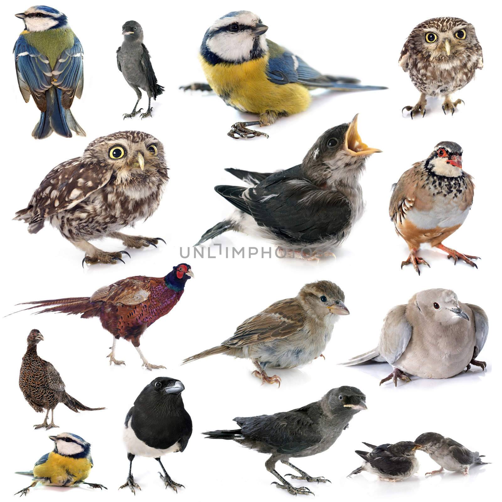 group of birds in front of white background