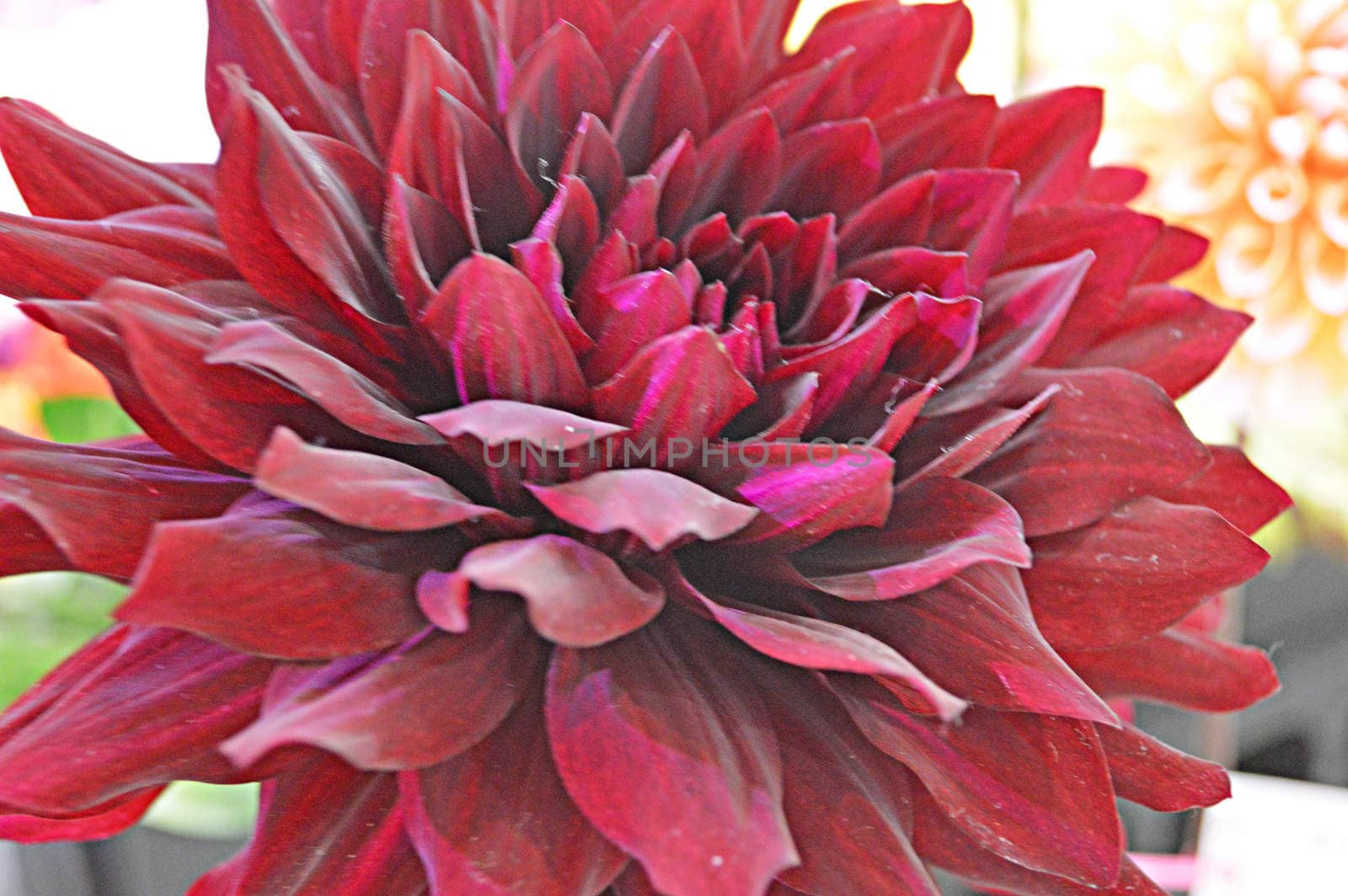 Flower Art