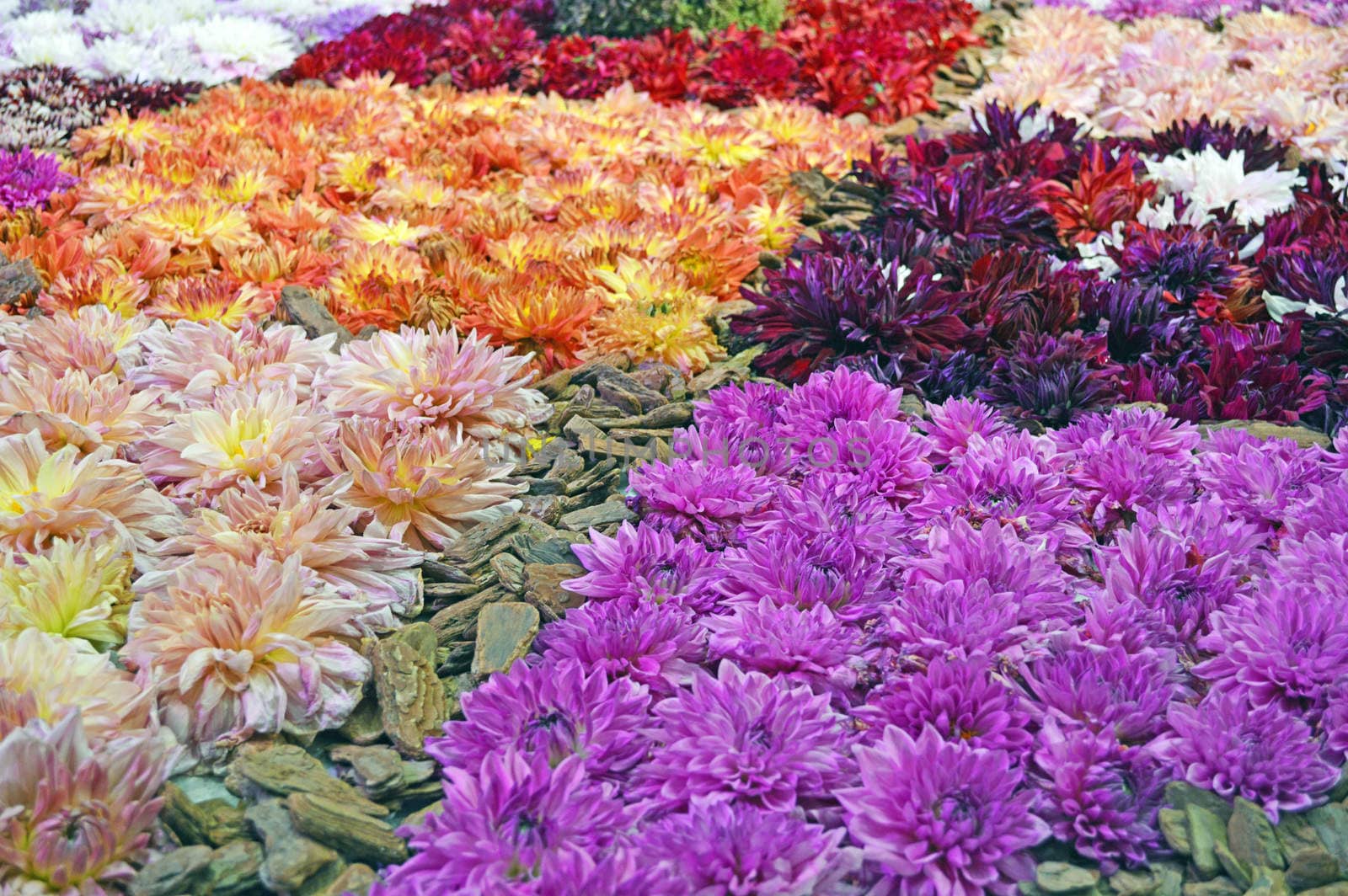 Flower Art