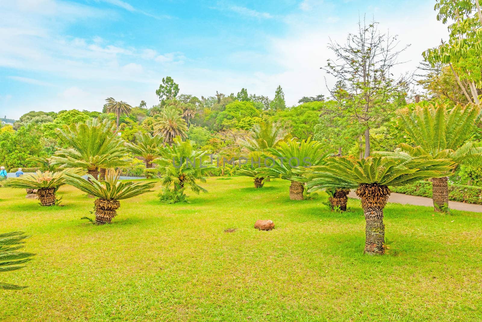 Funchal, Portugal - June 03, 2013: Botanical garden "Jardim Botanico" in Funchal, Madeira. A famous tourist destination on the island Madeira.