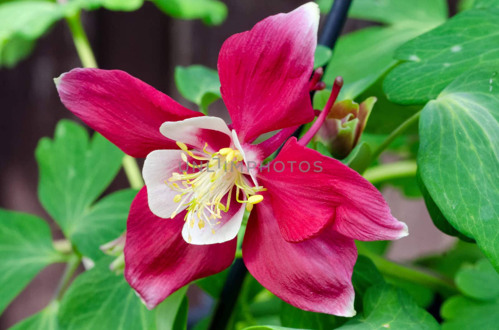 A beautiful red aquiligia in focus on a blurred green leafy background