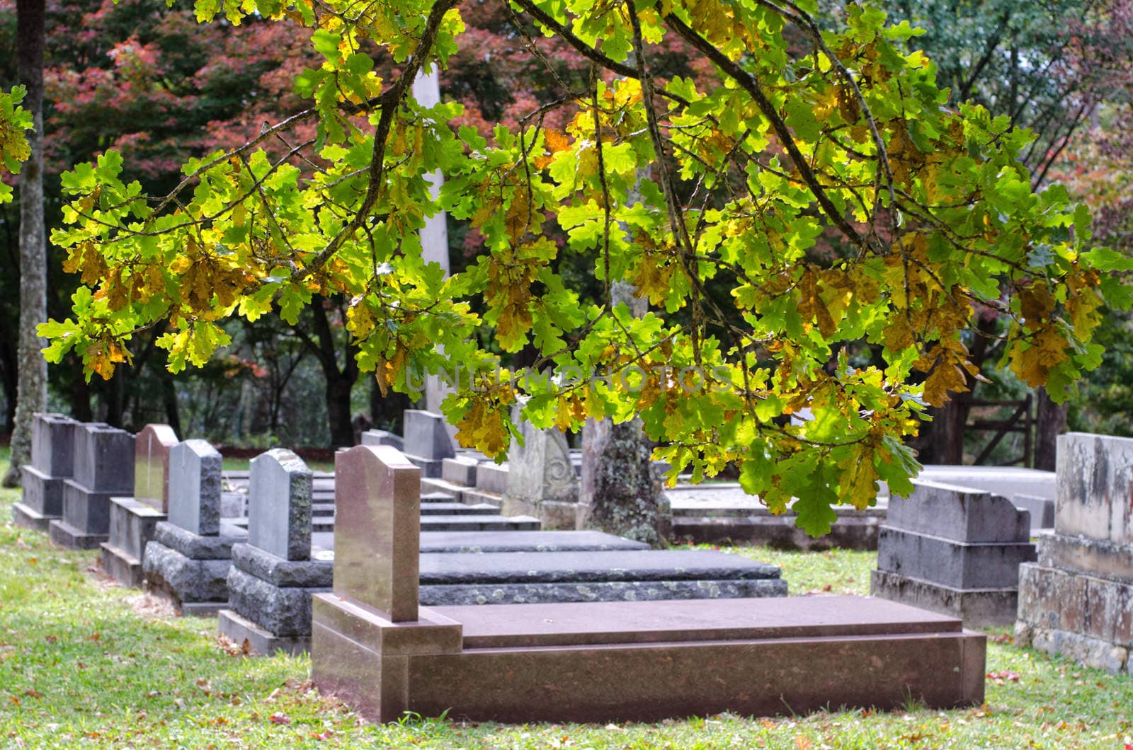 A peaceful cemetery / graveyard in autumn with tree branches in the foreground