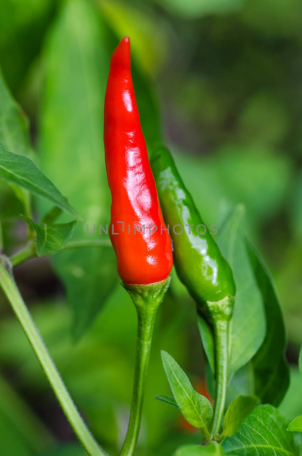 Red/ripe and green chillies on a live plant