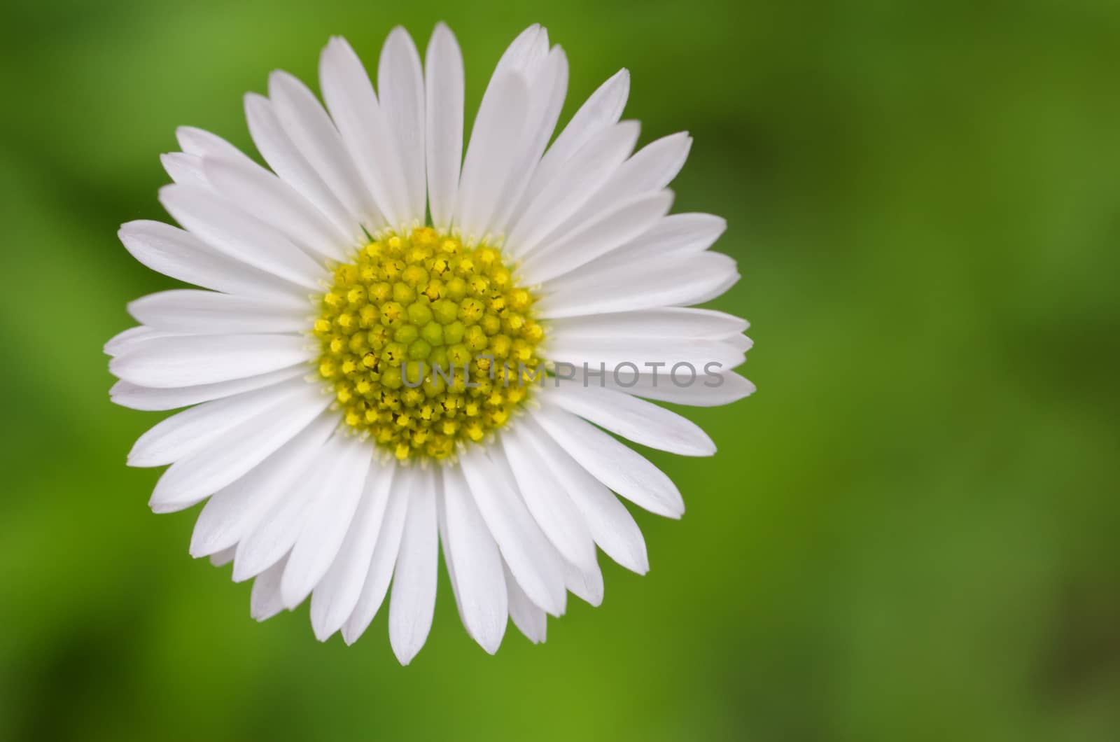 Osteospermum African Daisy close-up/macro