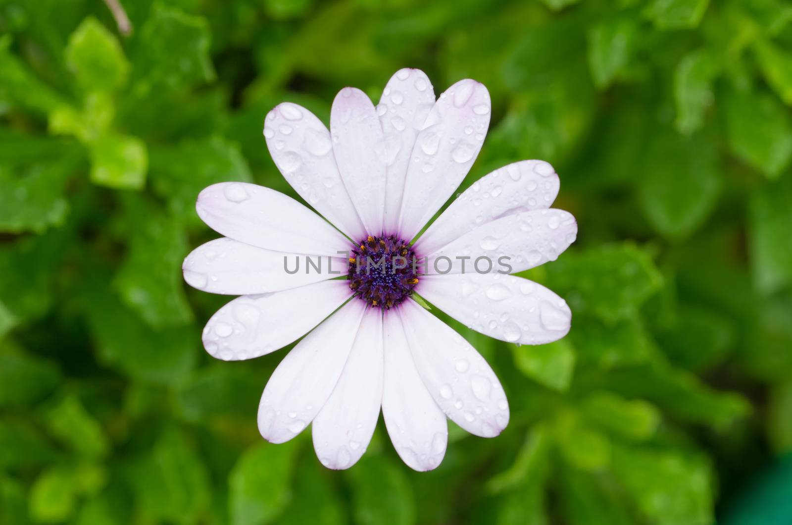 Osteospermum African Daisy close-up/macro