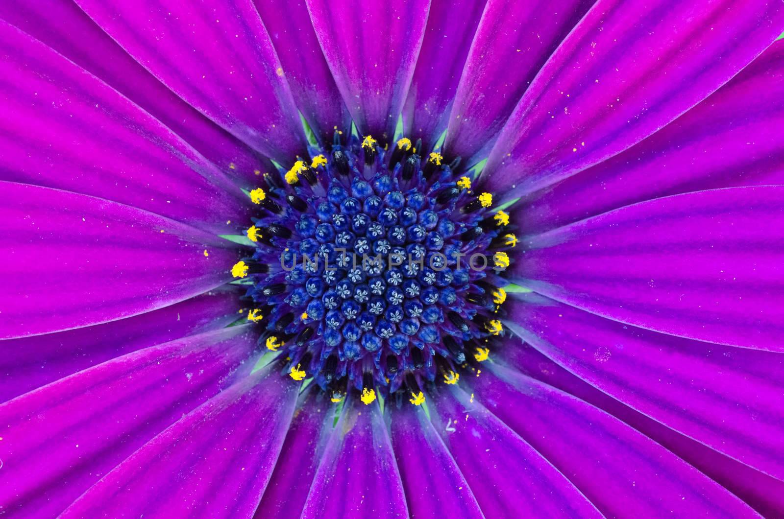 Osteospermum African Daisy close-up/macro