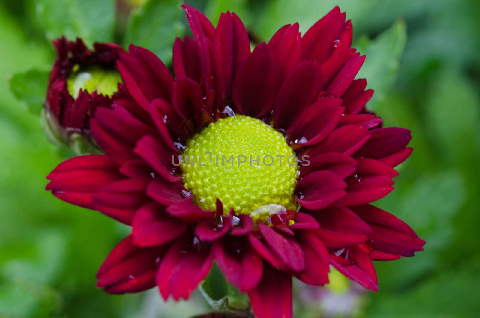 Vibrant Chrysanthemum Daisies Blomming in close-up macro shot