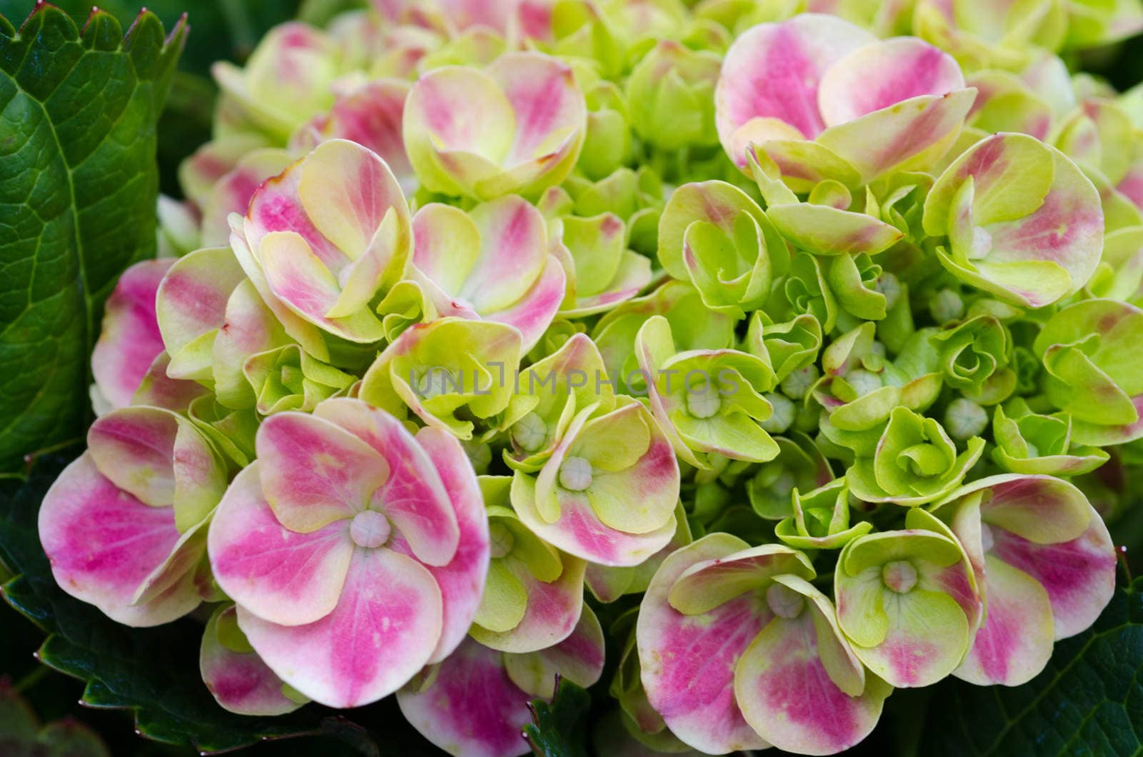 A hydrangea in bloom in macro / close-up shot