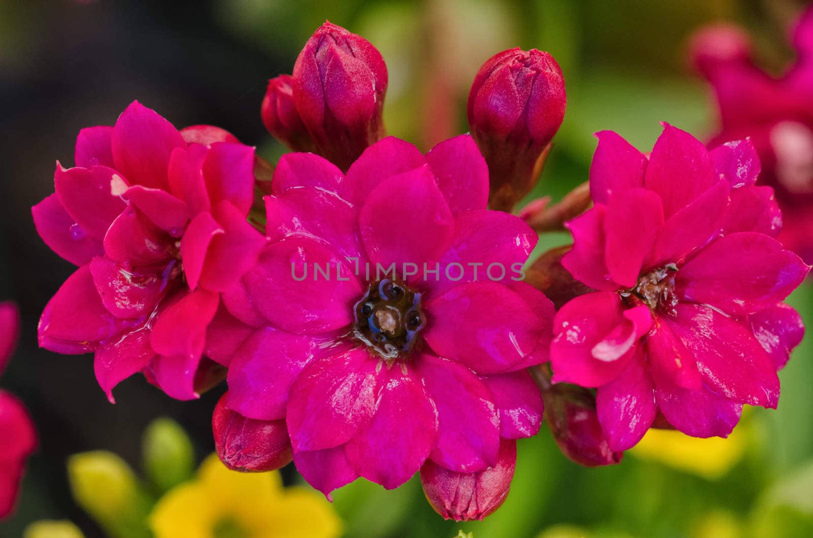 Kalanchoe / Succulent blooming in close up / macro shot