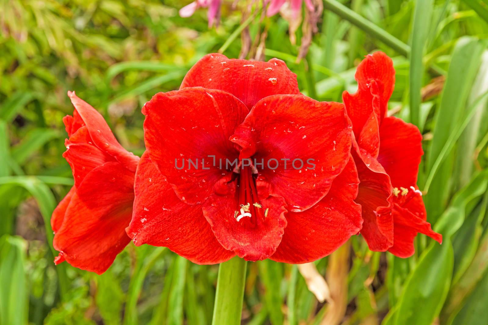Amaryllis blossom, red with green stem - green natural background