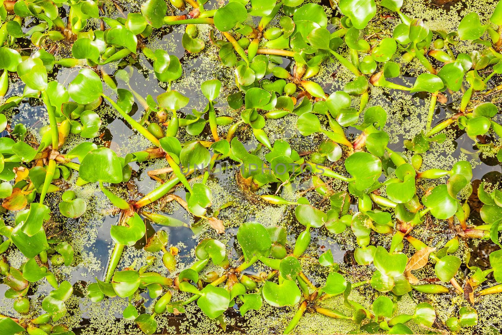 background pattern backdrop picture of leaves of green water fern, floating in a garden pond, smooth water surface