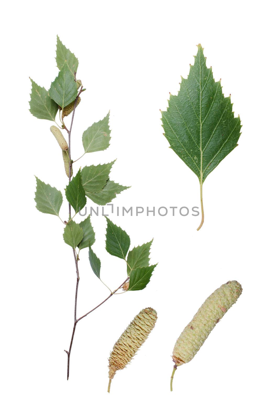 Birch twig, detail of leaf and two aments.