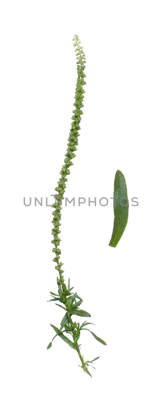 Flower with small blooms isolated on white background.
