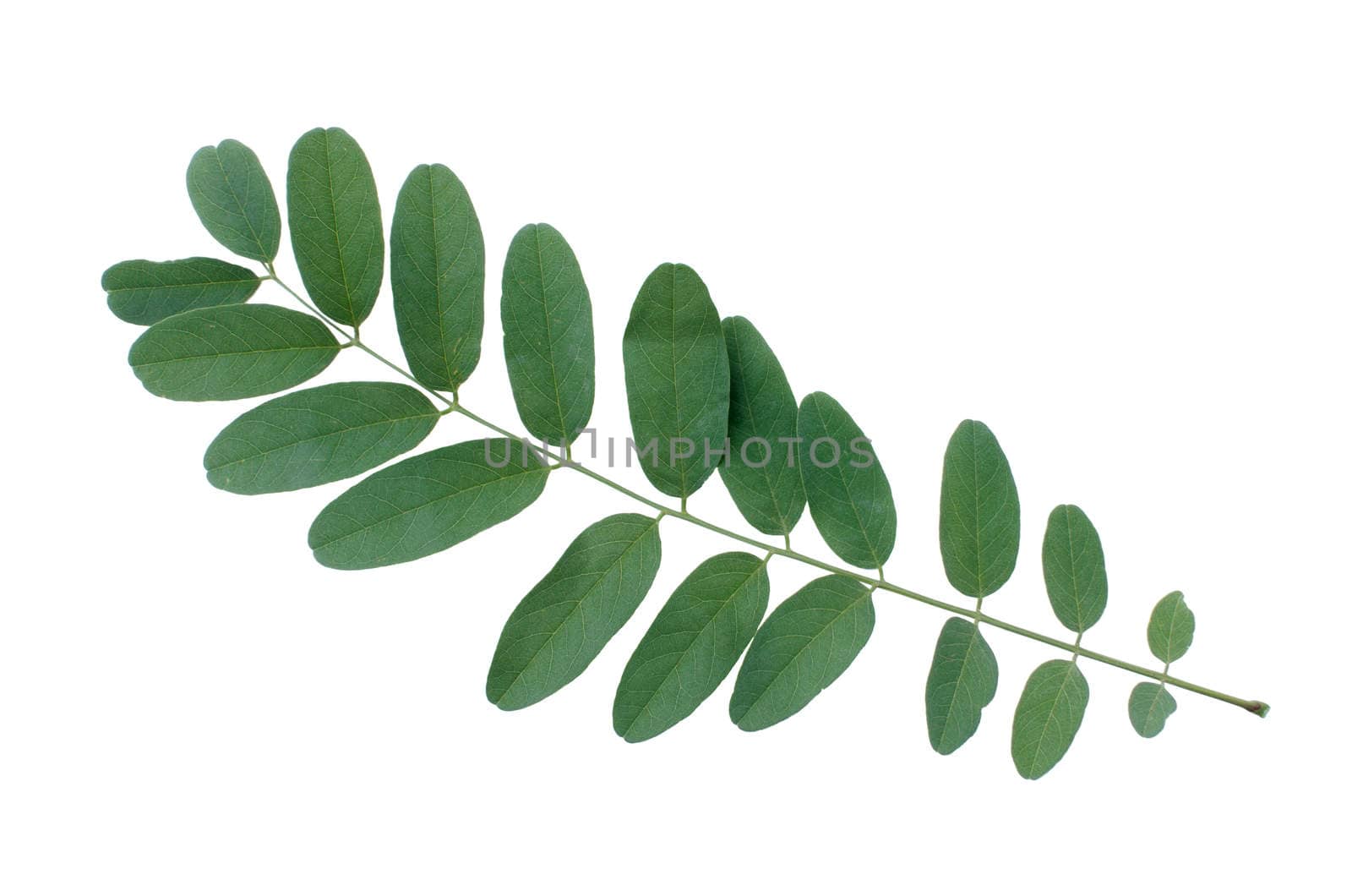 Close up of green leaf isolated on white background.
