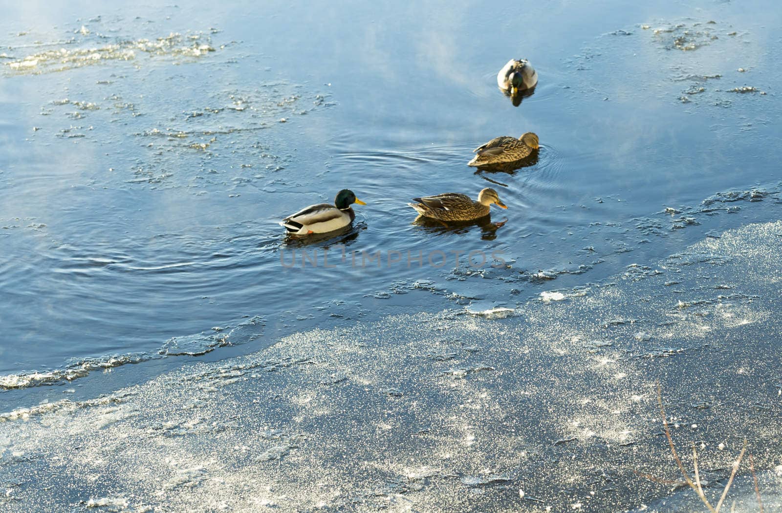 Mallards in Icy River with some mist.