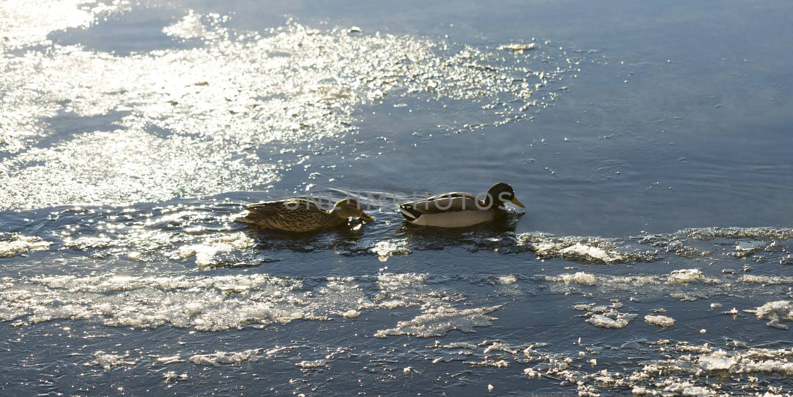 Mallards in Icy River with some mist.