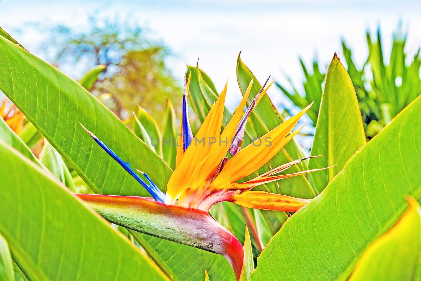 Strelitzia Reginae, a bird of paradise