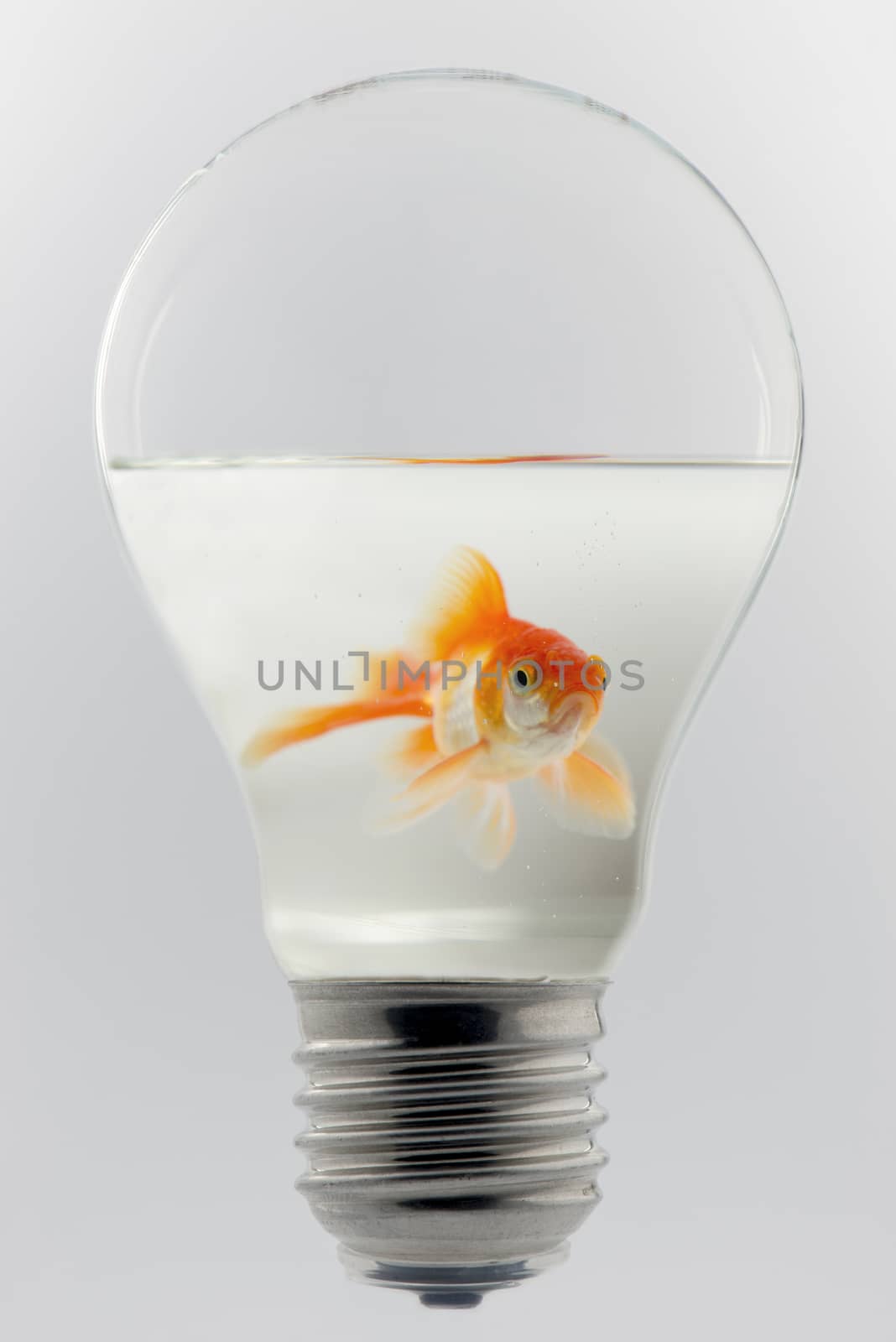 Goldfish in a light bulb
 by Tofotografie