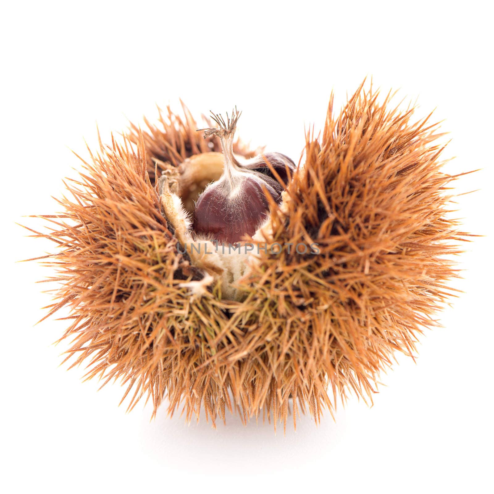 Chestnuts with shell isolated on white background.