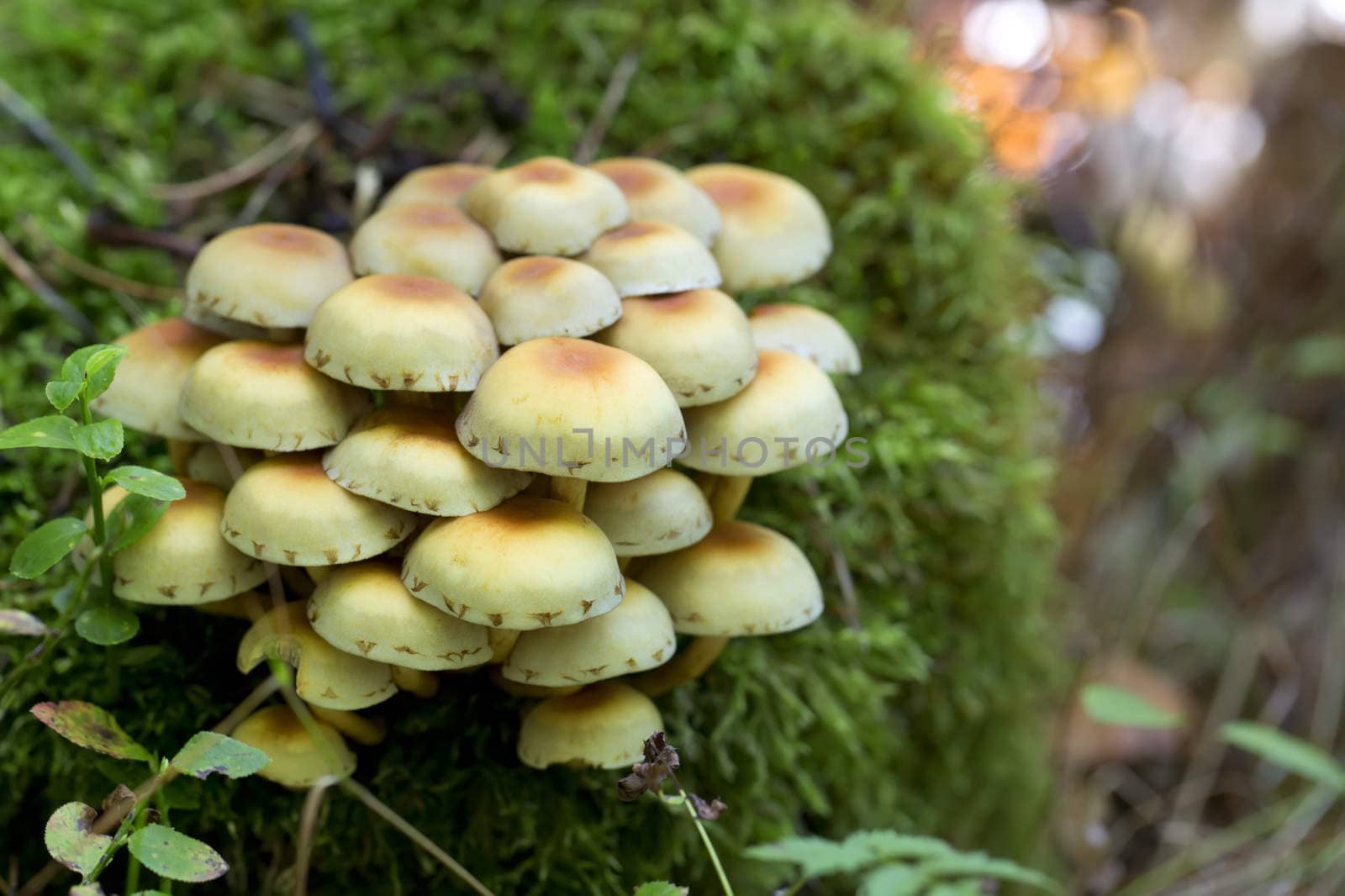 Mushrooms in the forest