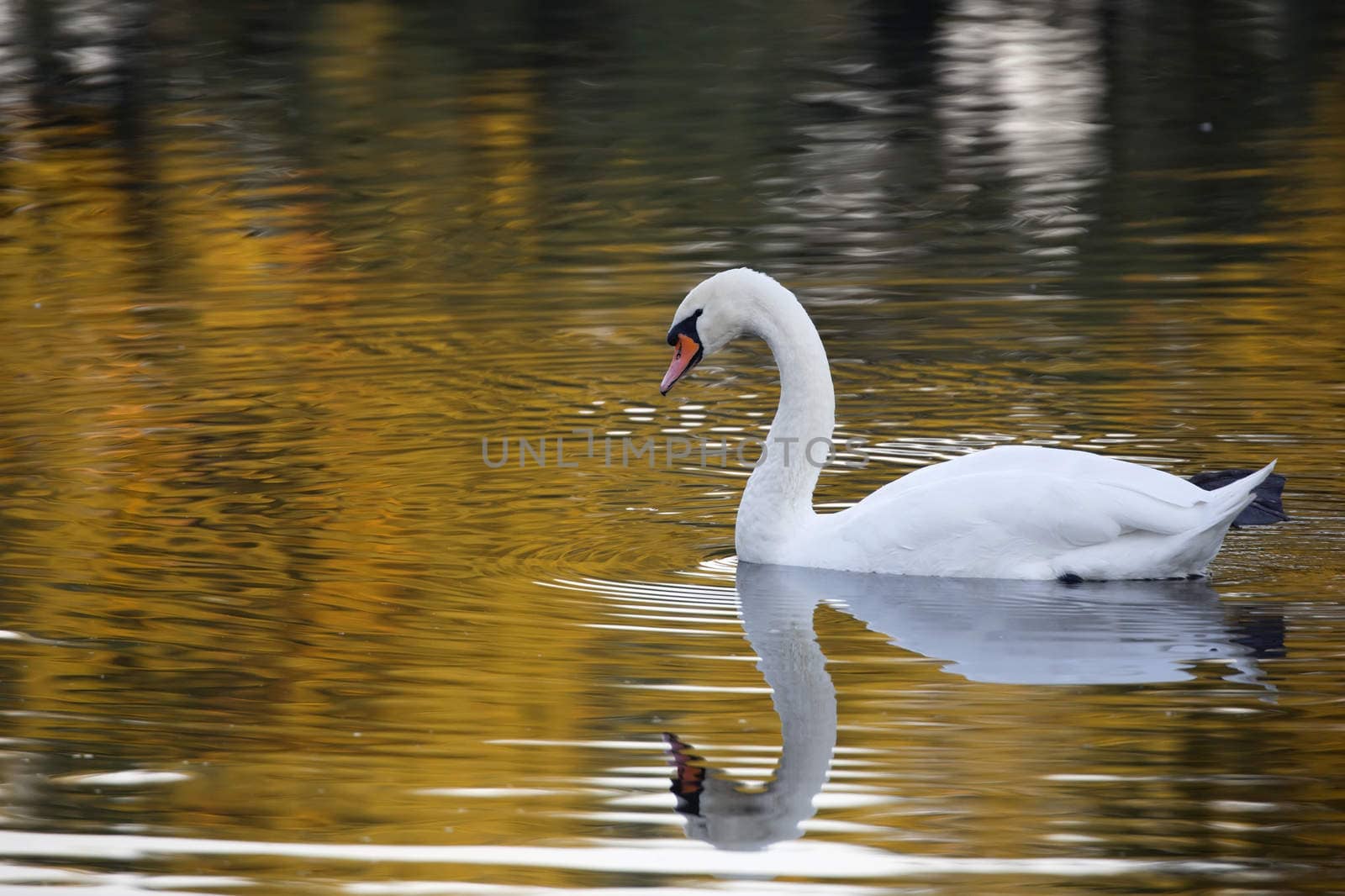 Swan in the wild on the water
