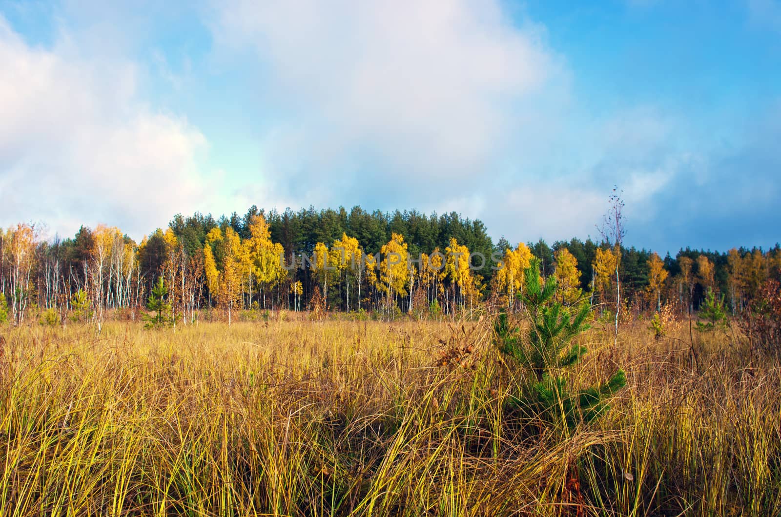 Collection of Beautiful Colorful Autumn Leaves / green, yellow,  by dolnikow