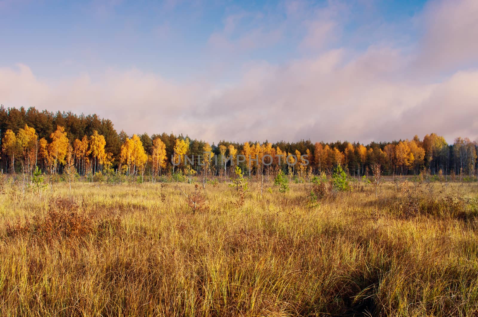 Collection of Beautiful Colorful Autumn Leaves / green, yellow,  by dolnikow