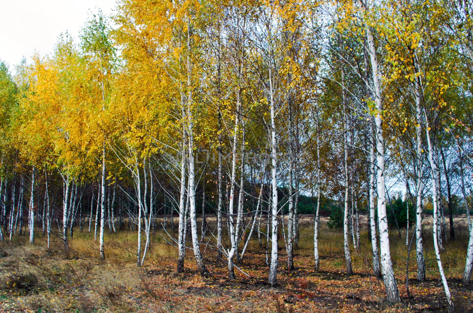 Collection of Beautiful Colorful Autumn Leaves / green, yellow,  by dolnikow