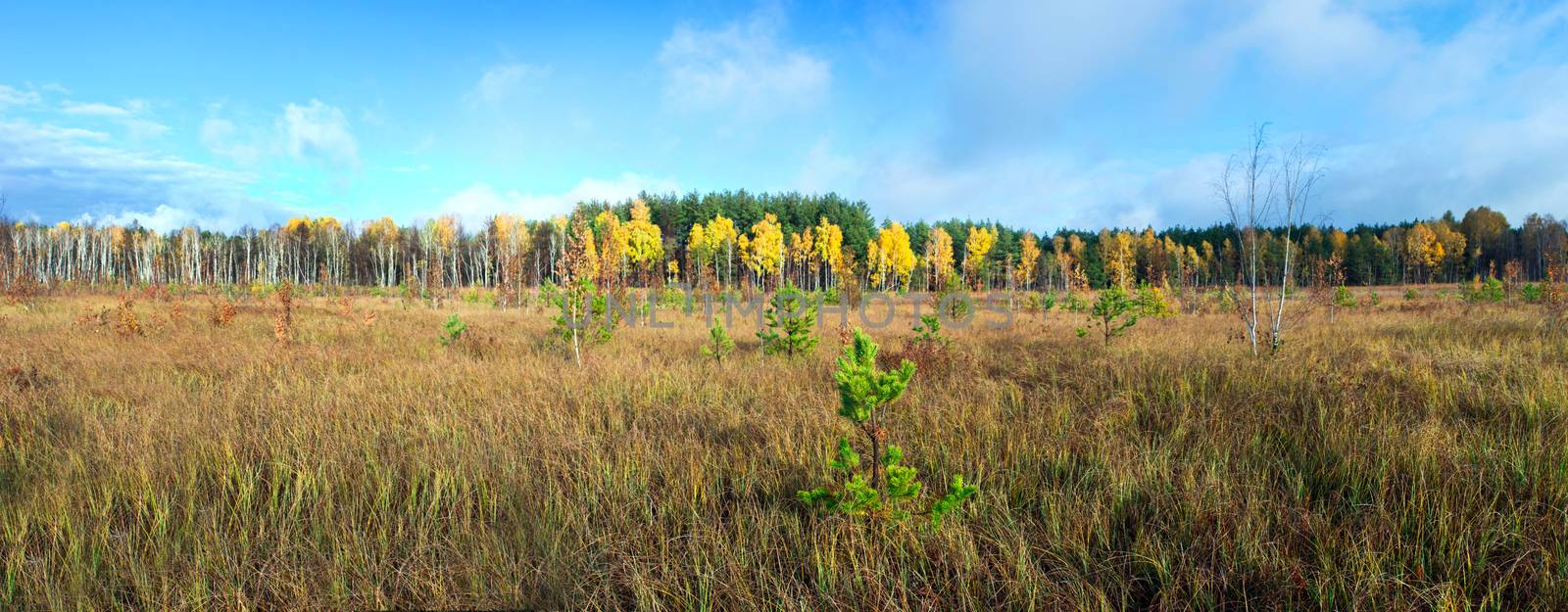 Collection of Beautiful Colorful Autumn Leaves / green, yellow,  by dolnikow