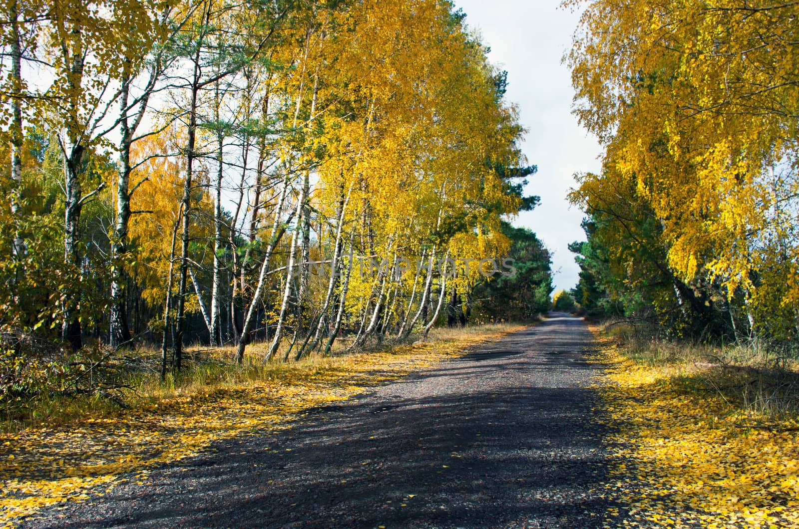 Pathway through the autumn forest