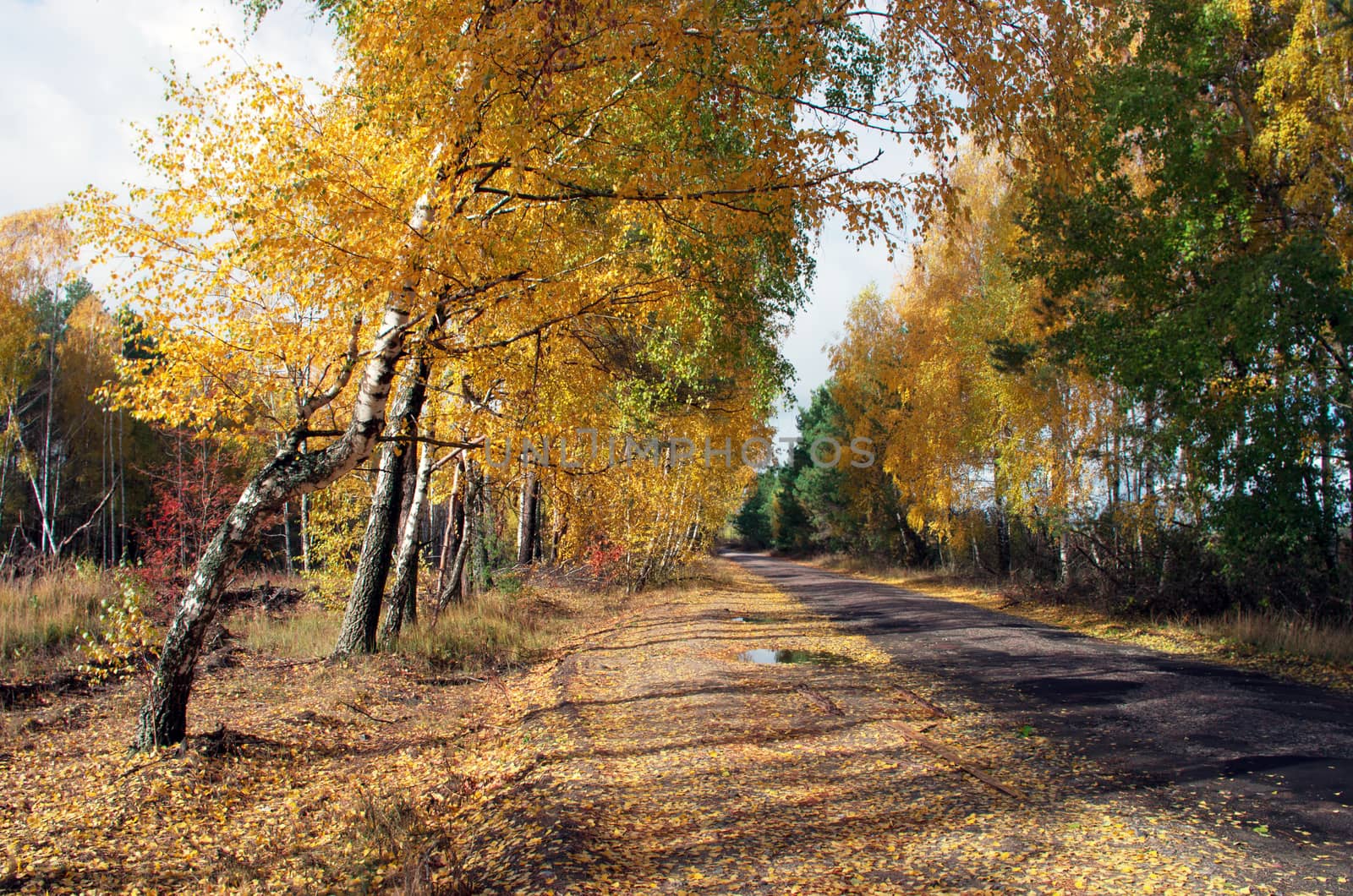 Pathway through the autumn forest by dolnikow