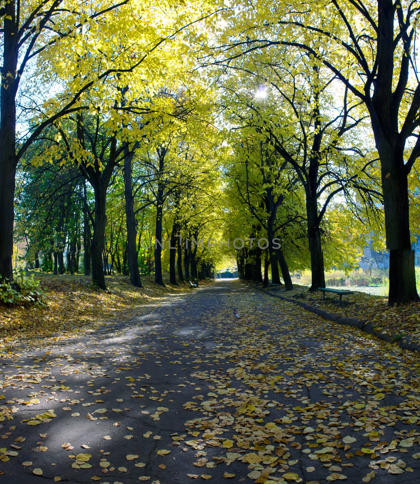 Linden alley in Kiev Botanical garden in the fall. Ukraine by dolnikow