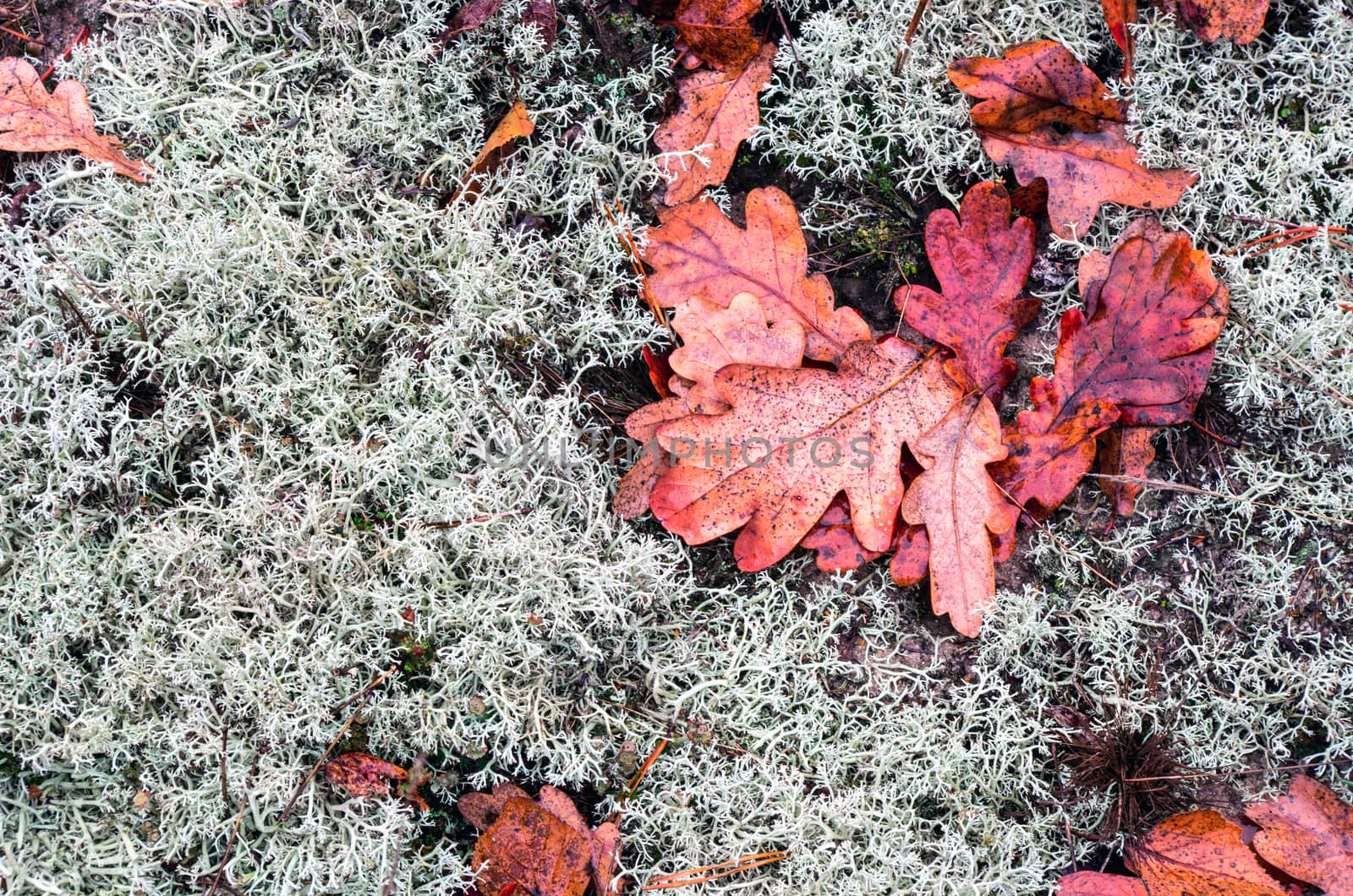 Above view of autumnal yellow leaves on the land