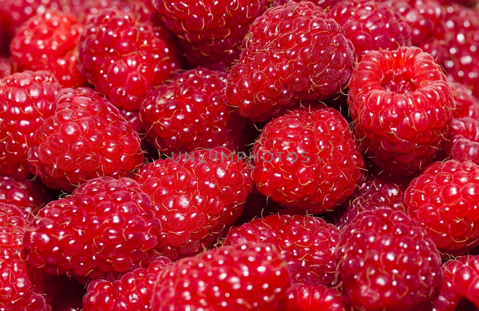  photographed close up ripe red   group raspberries. 