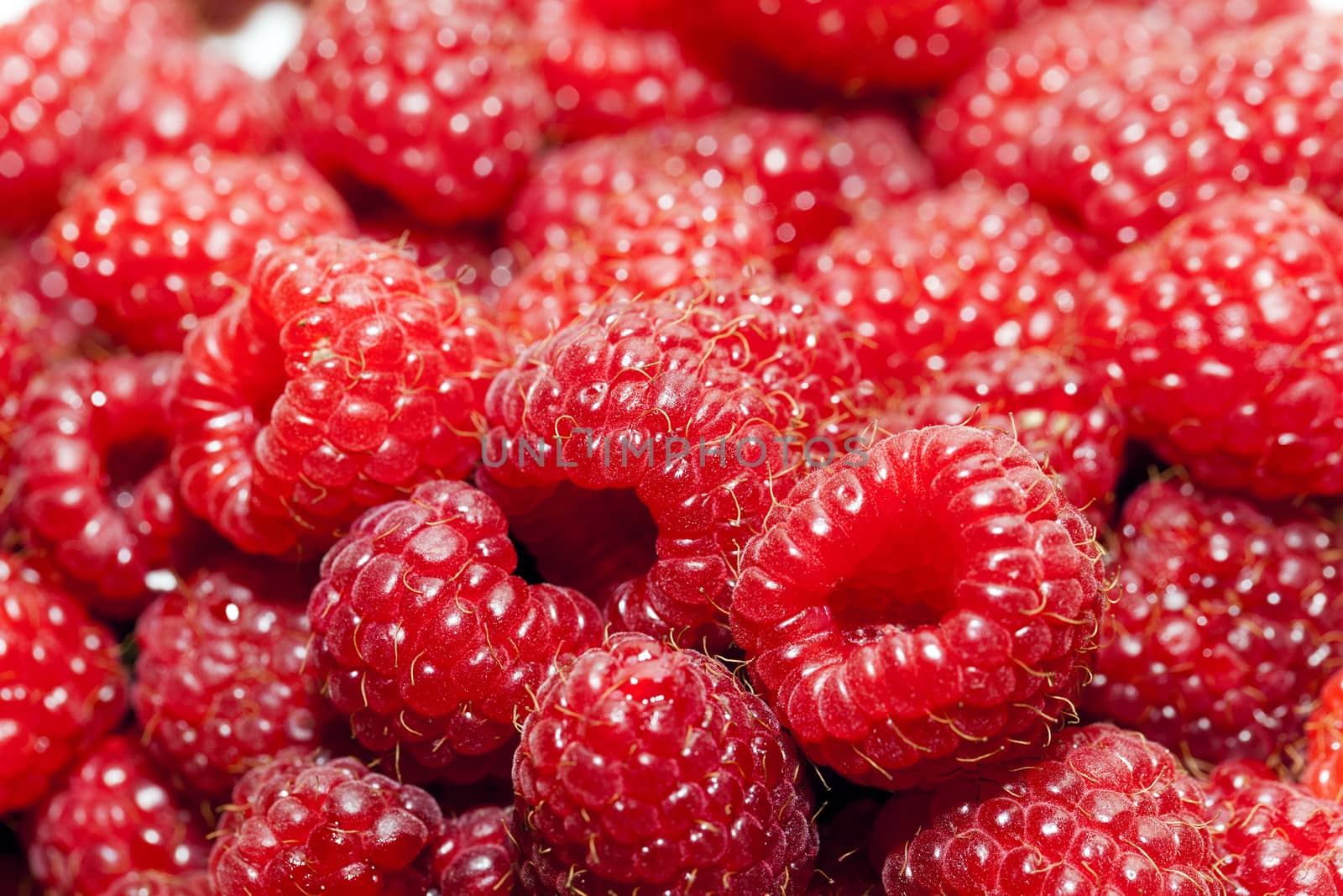   photographed close-up ripe red raspberries. background of raspberries