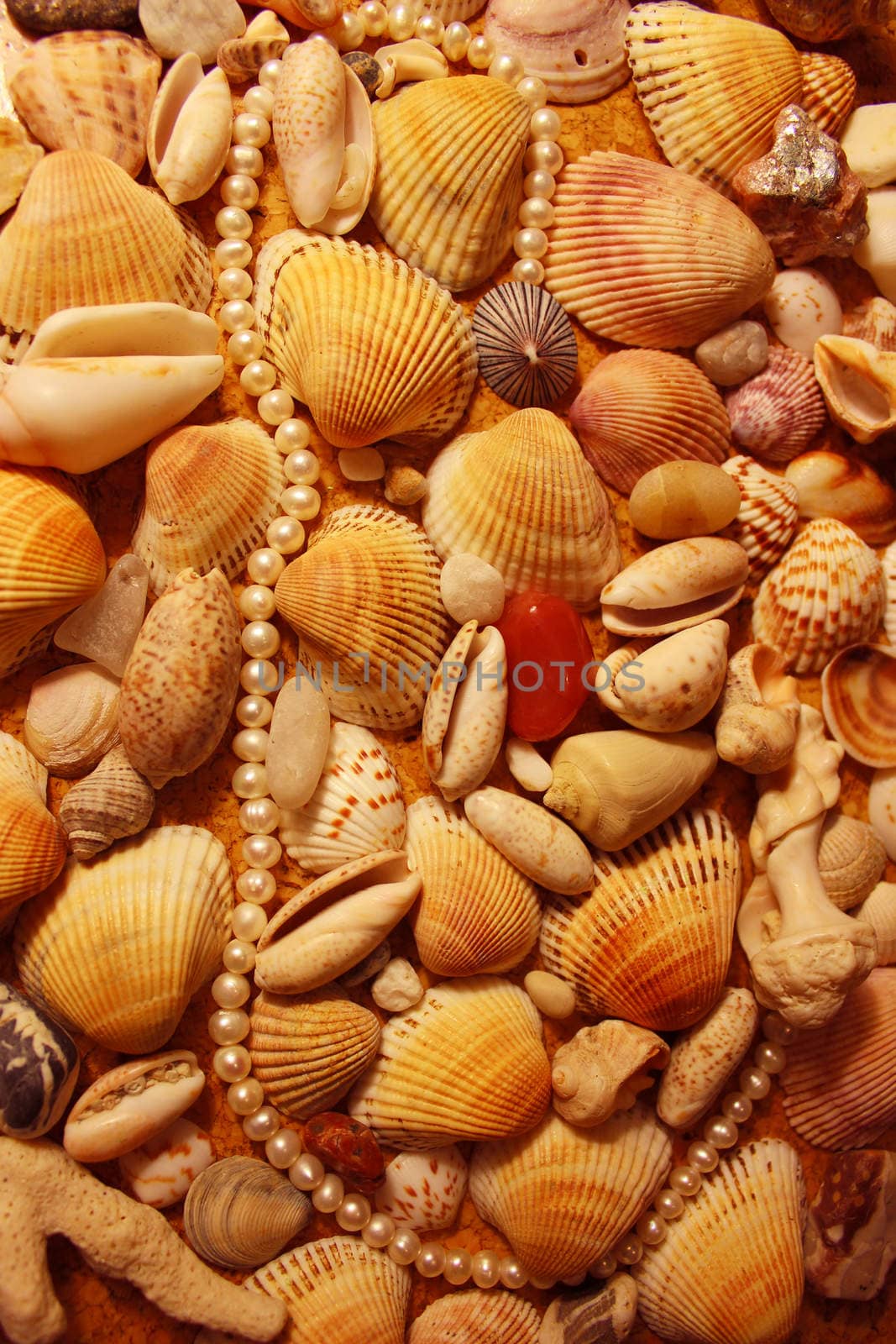 Stones and shells from the Arabian Sea