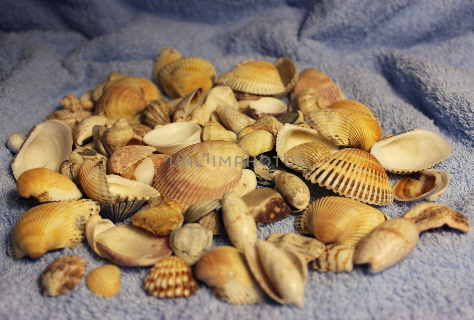 Stones and shells from the Arabian Sea