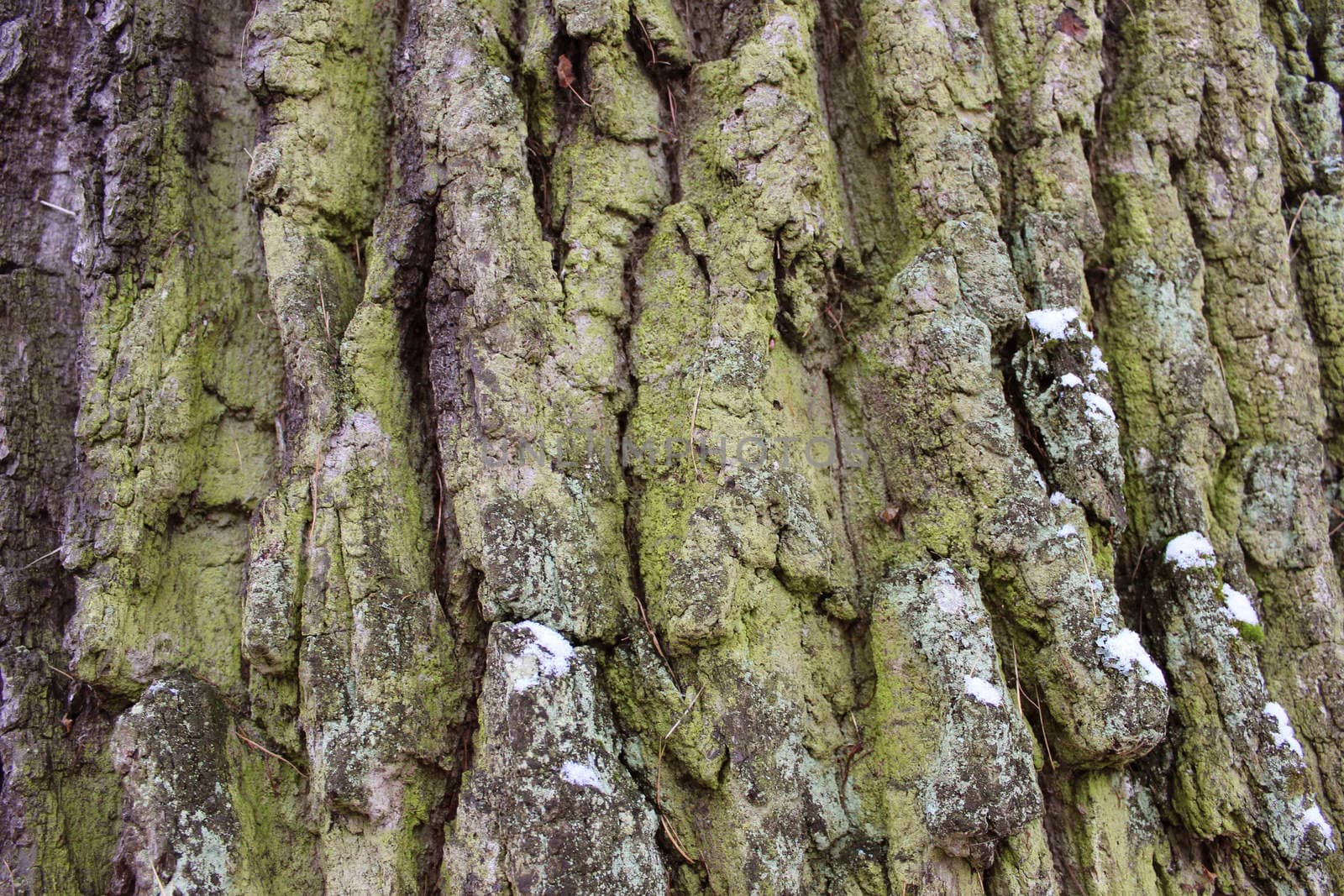 Maple tree bark in the Gatchina park in winter, November 2015
