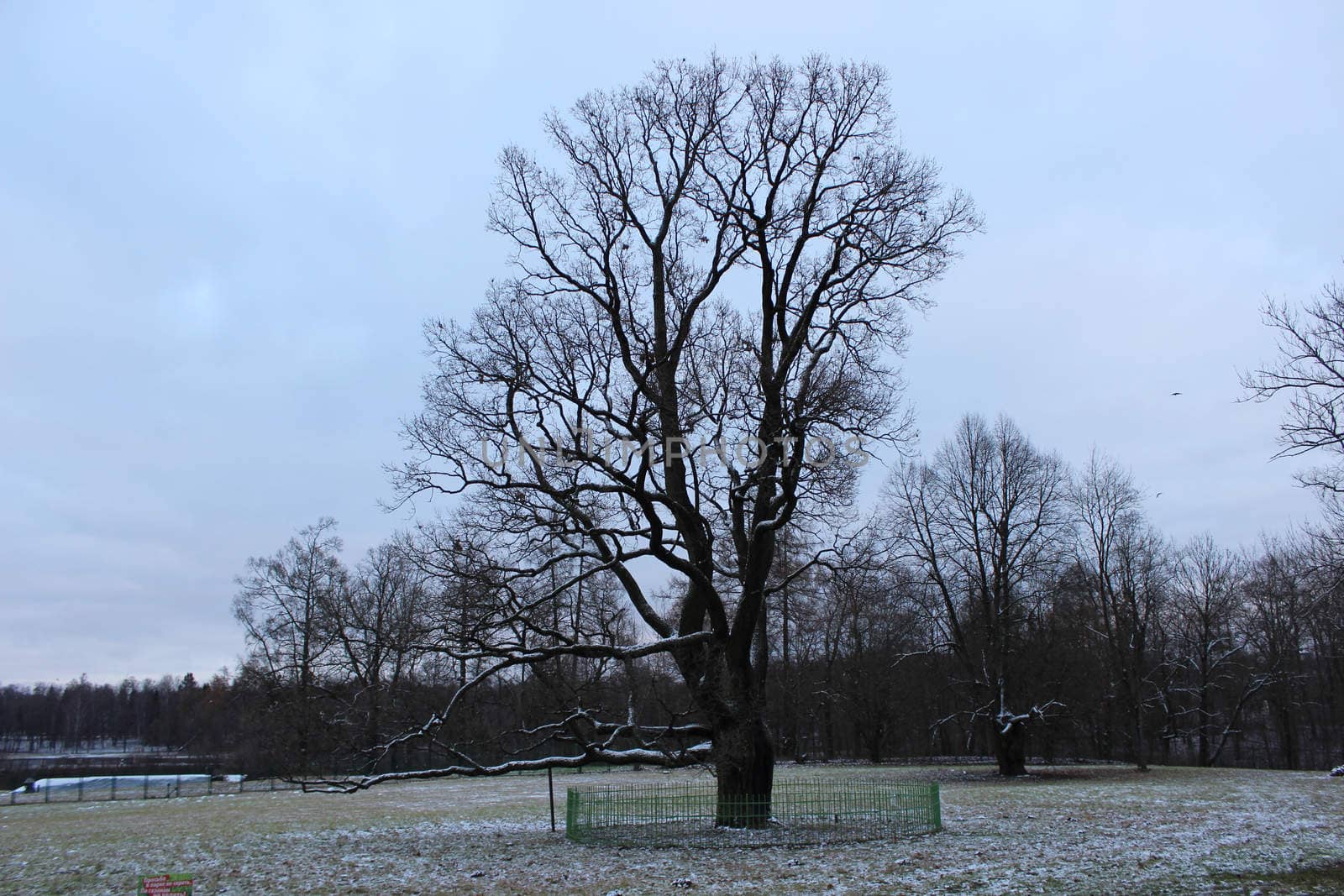 Oak solitaire on a silver in the Gatchina park in winter, November 2015