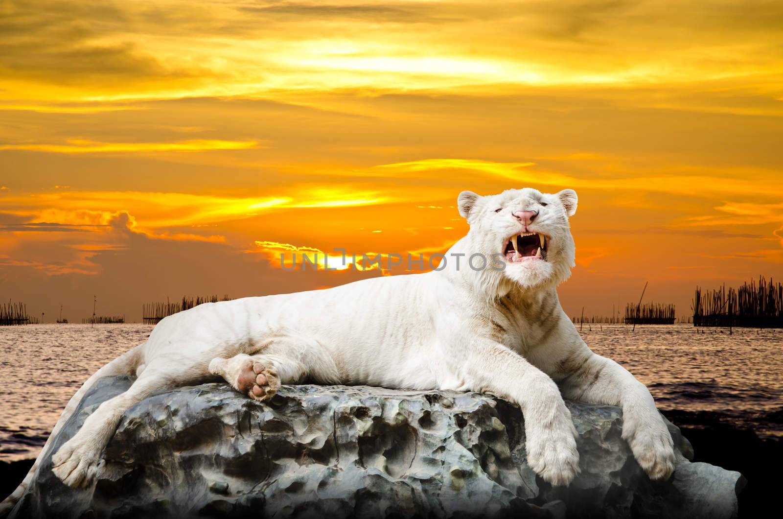 The white Tiger looking something on the rock with beautiful sky at sunset time