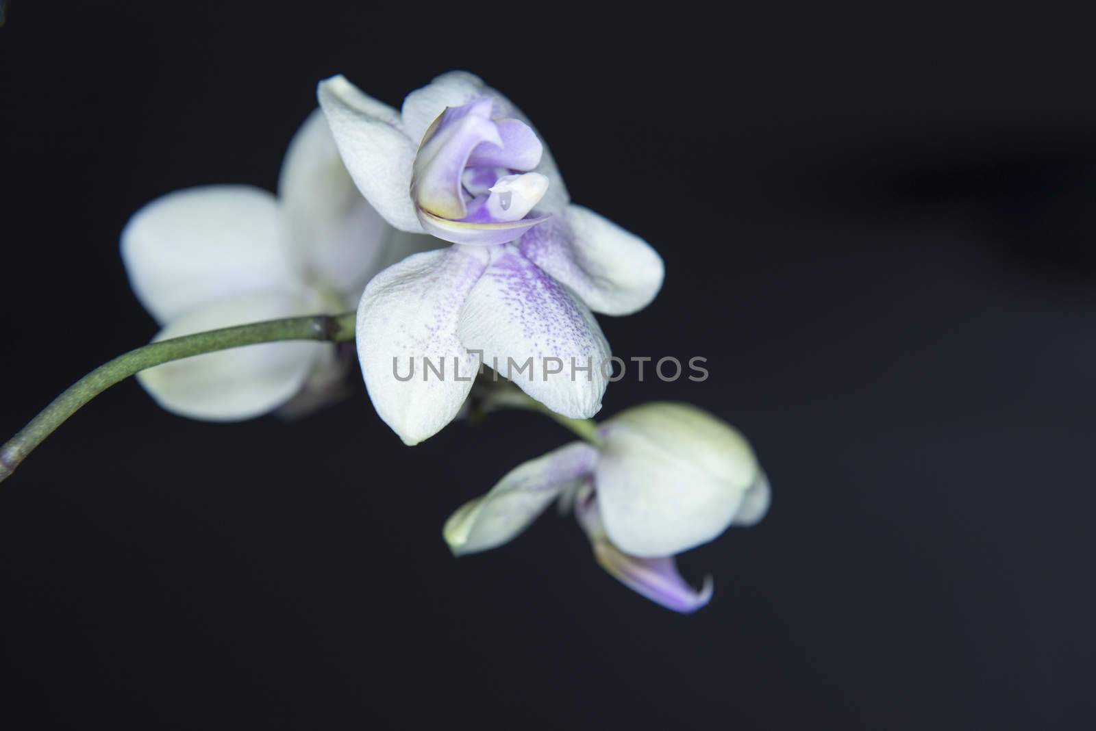 Orchidea Phalaenopsis by Alenmax