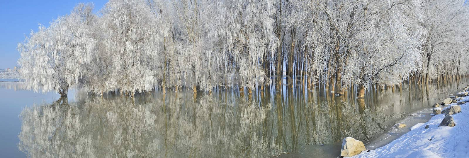 Frosty winter trees on Danube river