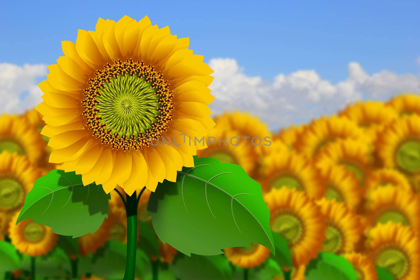 Yellow sunflowers by brux