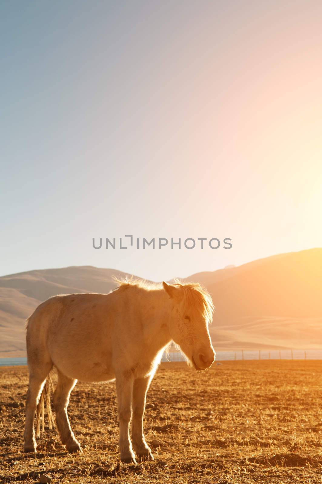 Horse at Tsomoriri lake with golden sunlight, Ladakh, northern India. 