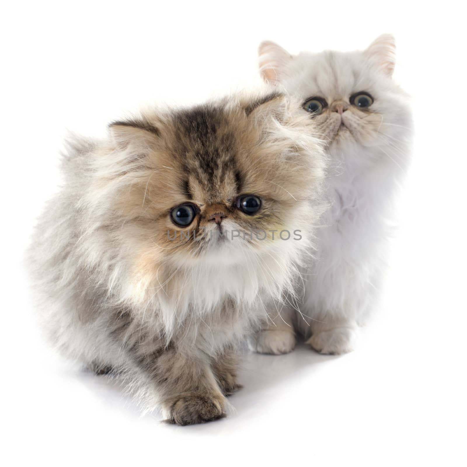 persian kitten in front of white background