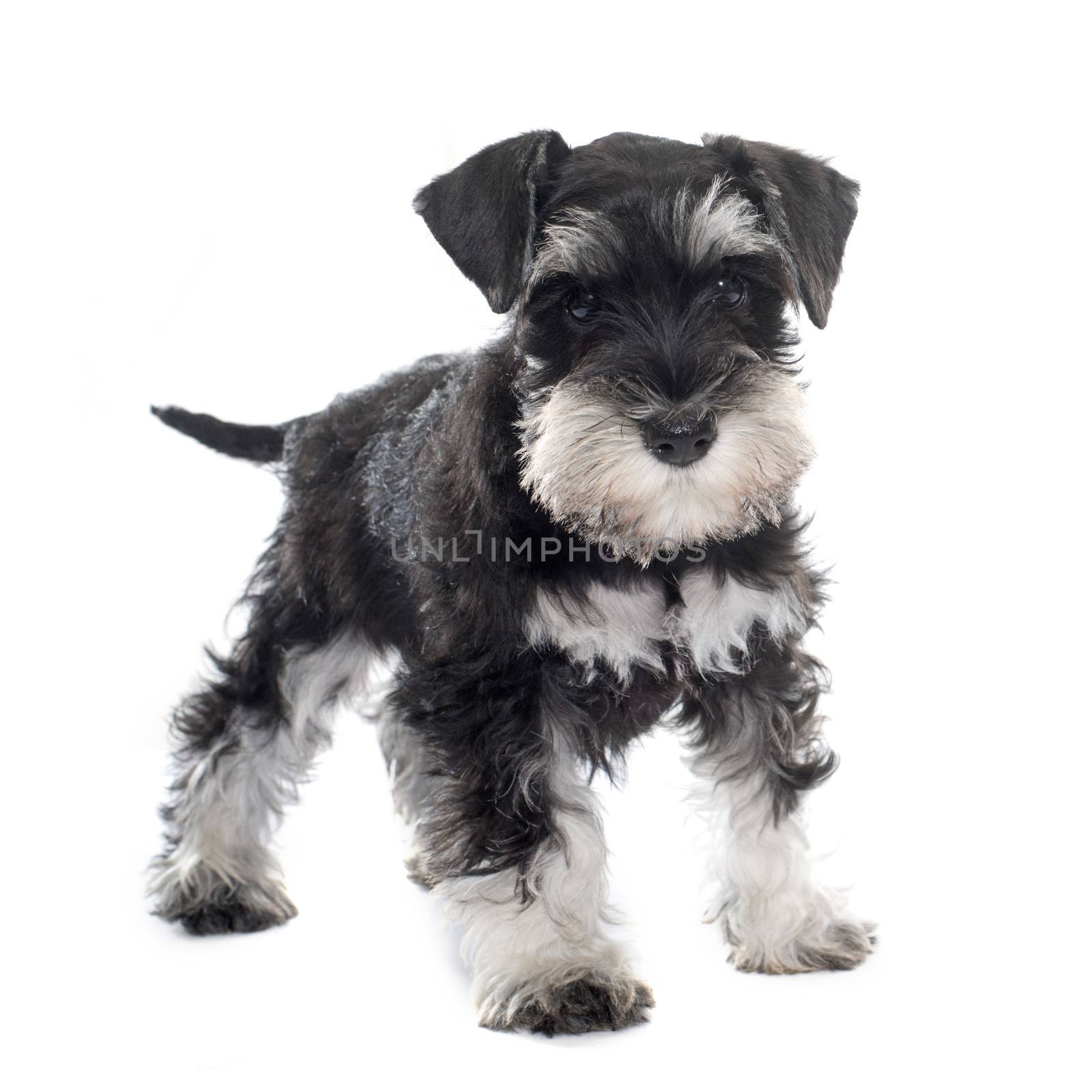 puppy miniature schnauzer by cynoclub