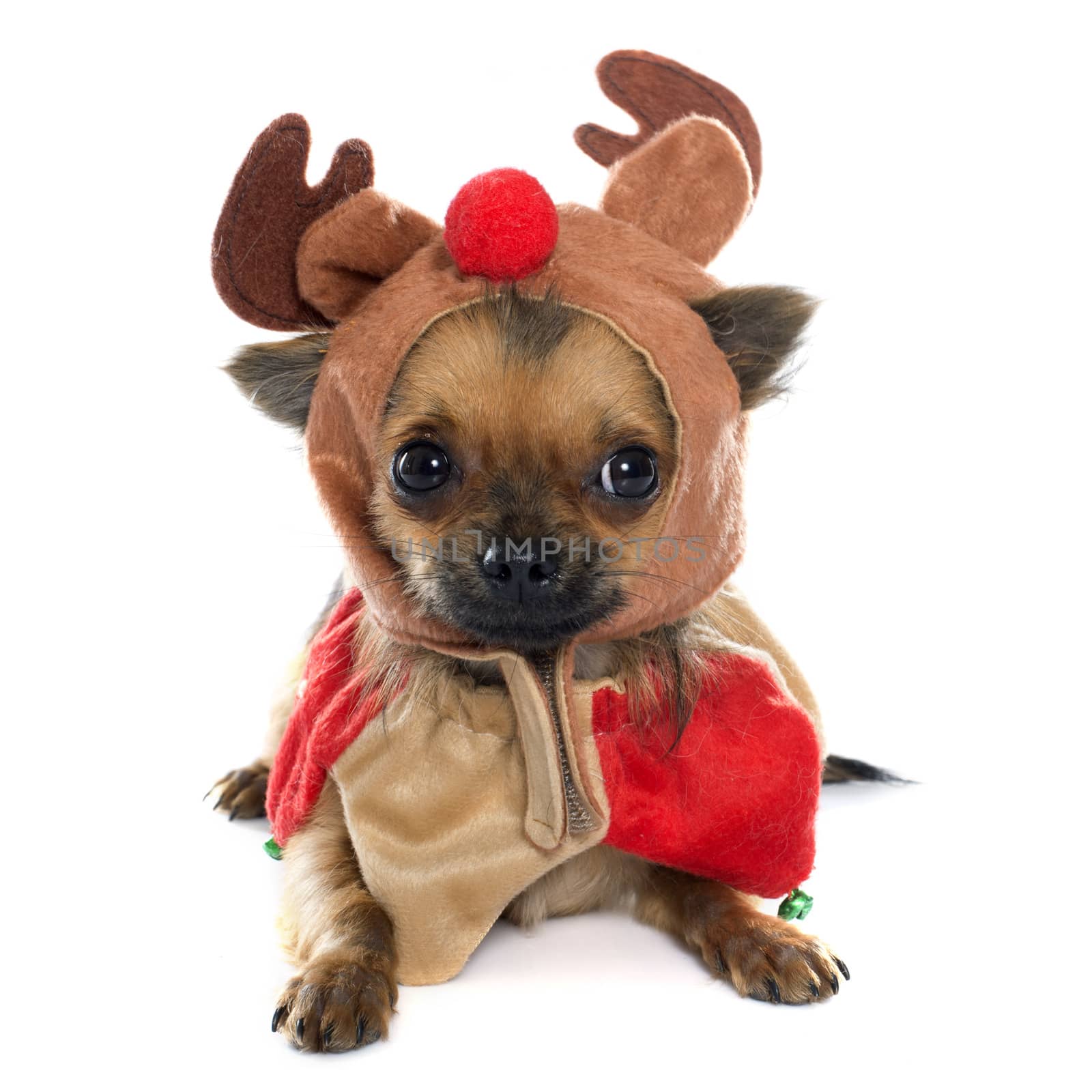 dressed puppy chihuahua in studio by cynoclub