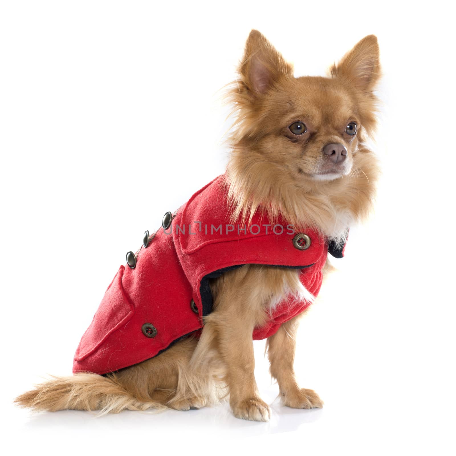 dressed chihuahua in studio by cynoclub