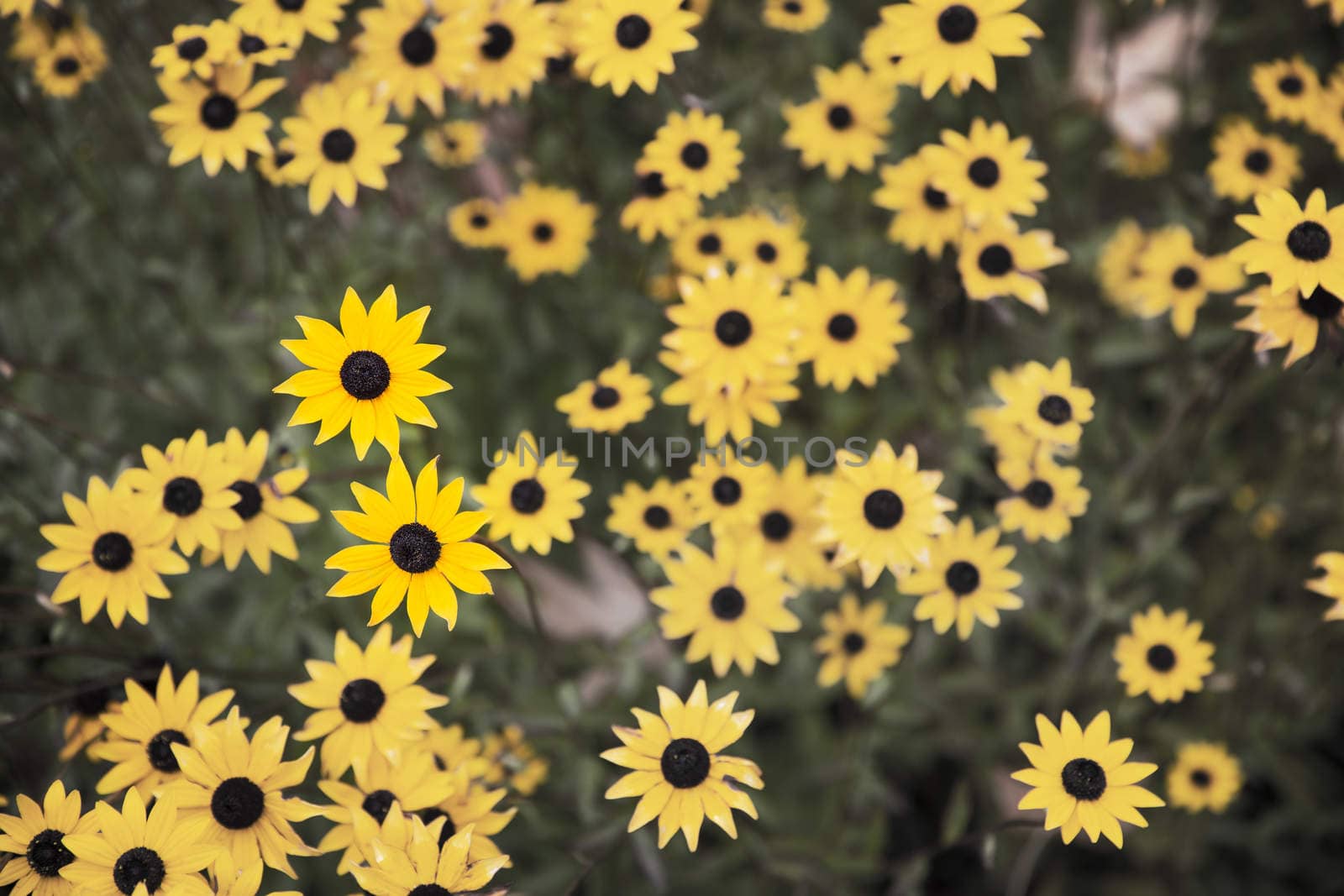 Group of Black Eyed Susans in a garden shot from above.